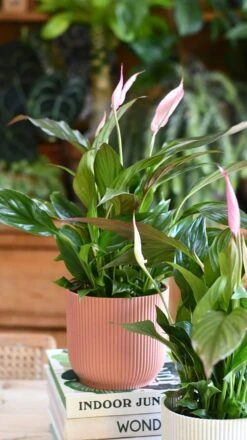 Spathiphyllum Pink Bellini, Peace Lilly & Pot -Happy House Plants Sale Store 609074A0 3ADC 46B2 8985 9A873B3C3C20 1 201 a