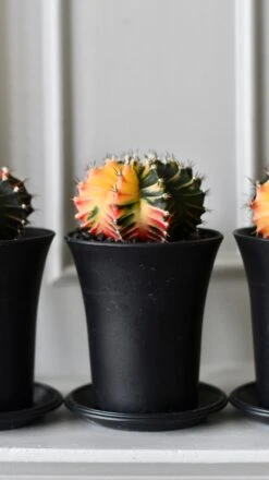 Variegated Gymnocalycium Cactus -Happy House Plants Sale Store 61DF510F A4A5 45F4 9554 F62FBF1C2E9C 1 201 a