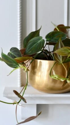 Philodendron Micans In Atsu Brass Pot -Happy House Plants Sale Store 64617631 753F 4236 823E 08E808898671 1 201 a