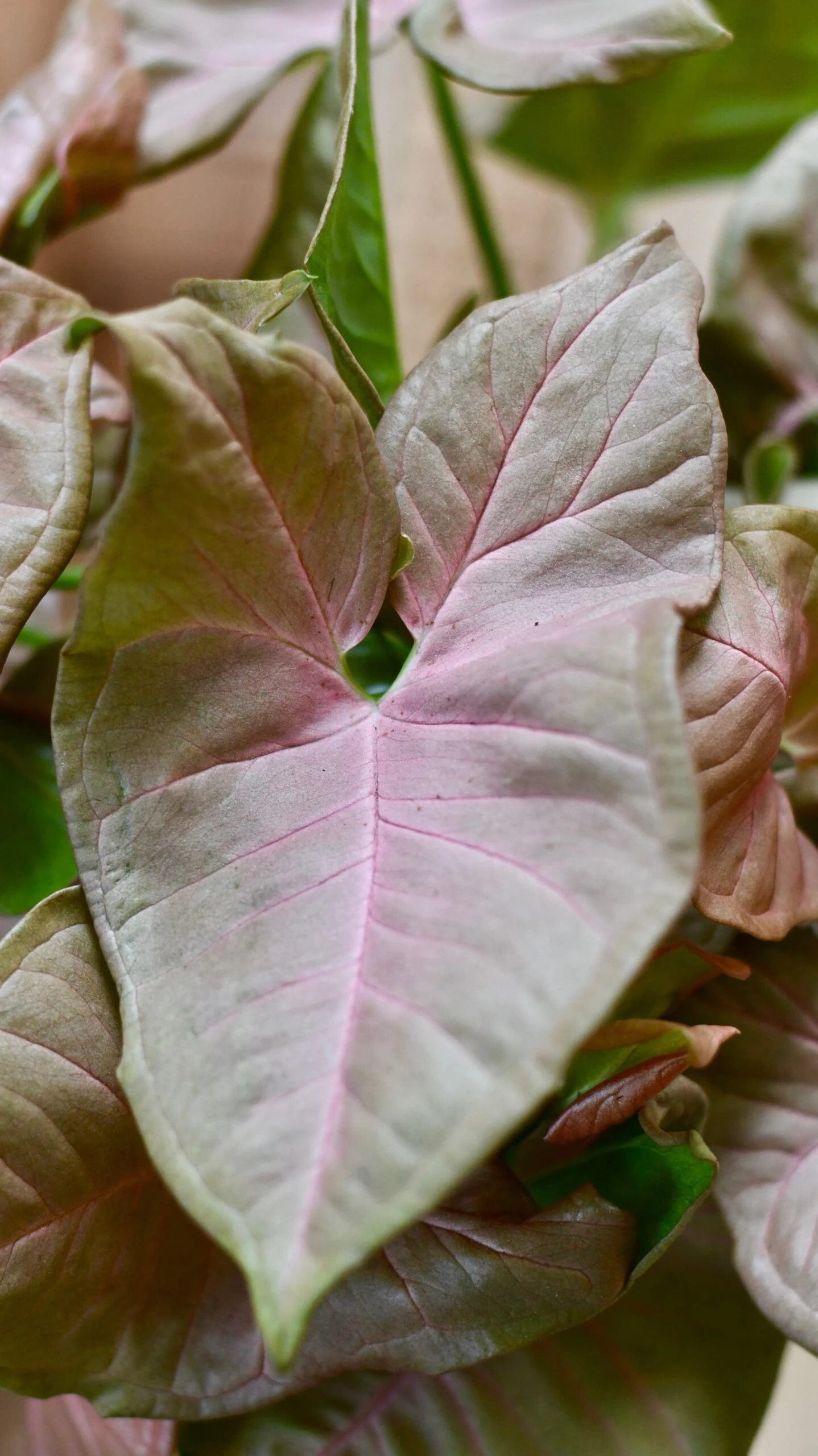 Syngonium Podophyllum 'Red Heart’ & Brussels Pot 2 Syngonium Podophyllum 'Red Heart’ & Brussels Pot - Image 2
