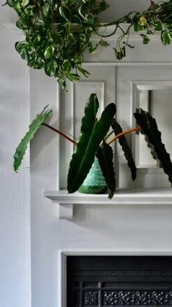 Philodendron Billietiae -Happy House Plants Sale Store 66B75696 9038 4B74 8D16 49480C48B721 1 201 a