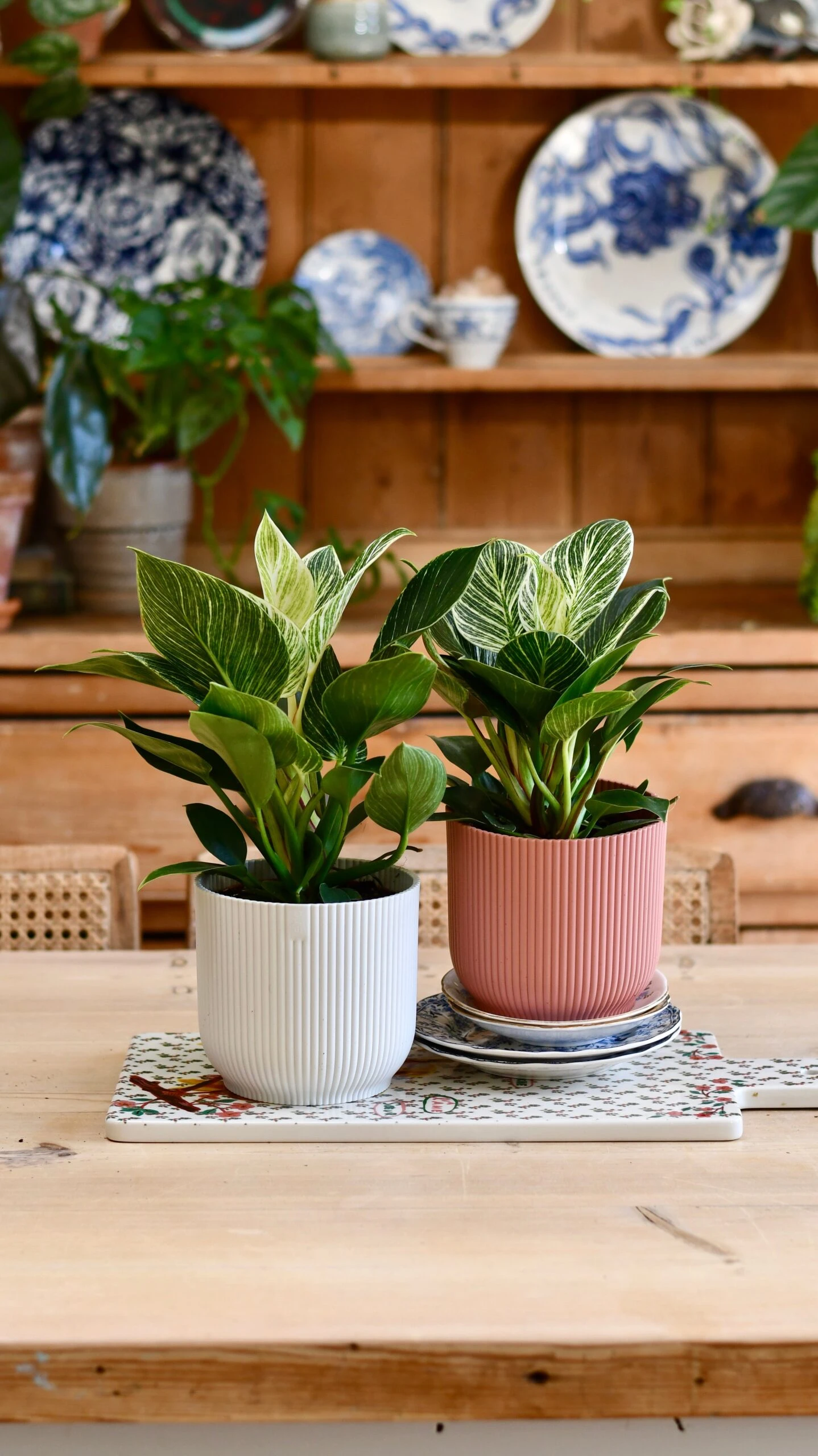 Philodendron Birkin (White Measure) & Vibes Pot 4 Philodendron Birkin (White Measure) & Vibes Pot - Image 4