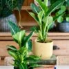 Dieffenbachia Green Magic - Dumb Cane