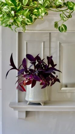 Stone Planter (13cm Plant Pot) -Happy House Plants Sale Store 6EBBA166 C518 4AE5 A2F0 F9114F86B12B 1 201 a