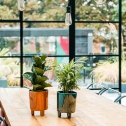 Pisa Emerald Planter | 16cm Pots | Designer Pots -Happy House Plants Sale Store 6 274bd63a cd96 4ff3 8c3f fa64e166ecea jpg