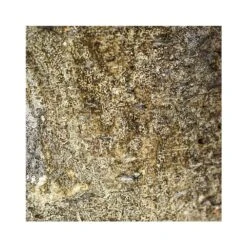 Albero Planter (14cm Pot) -Happy House Plants Sale Store 6 8861505f 1717 458d 8460 05d2624866b8