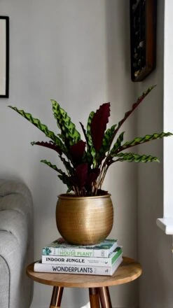 Large Rattlesnake Plant & Tembesi Pot -Happy House Plants Sale Store 70F27096 FD06 4B69 89AC 04EA870C4114 1 201 a