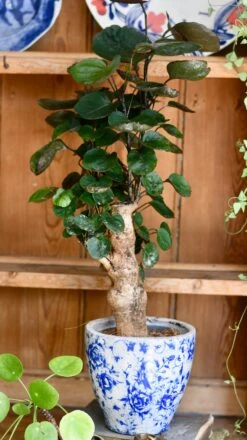 Polyscias Fabian Bonsai Tree (Aralia Fabian) -Happy House Plants Sale Store 71B1DCBE F45C 4697 9776 FA0EF3C8926E 1 201 a