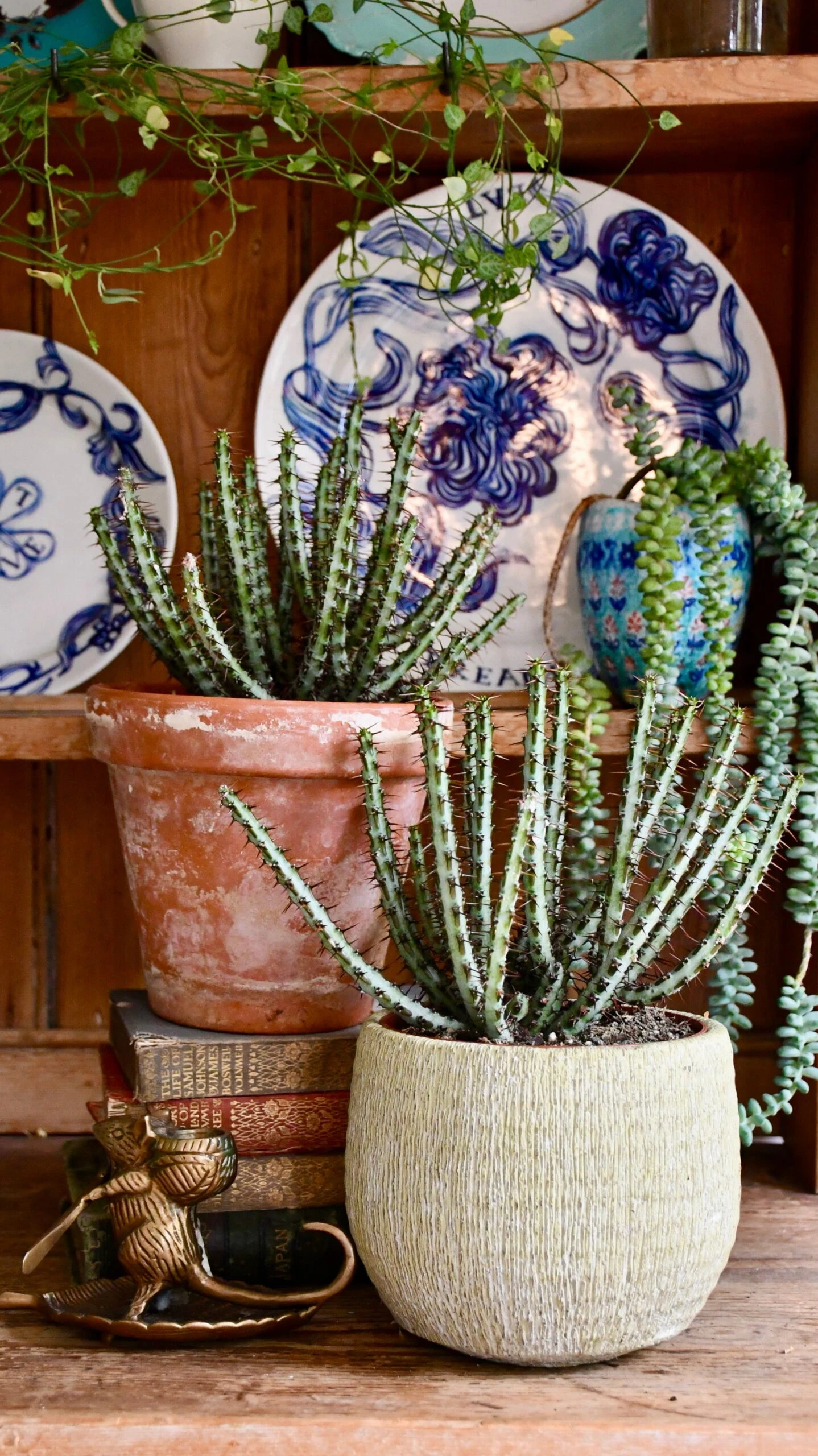 Large Euphorbia Aeruginosa 2 Large Euphorbia Aeruginosa - Image 2