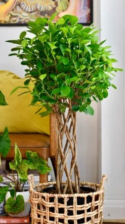 Ficus Microcarpa Moclame (Chinese Banyan Tree) -Happy House Plants Sale Store 74D32667 065F 4243 97C7 7F4535580A7A 1 201 a