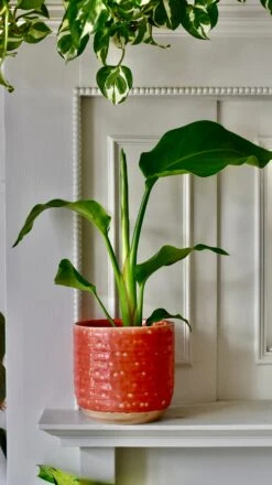 Baby Strelitza Nicolai (White Bird Of Paradise, Wild Banana, And Mexican Bird Of Paradise) 3 Baby Strelitza Nicolai (White Bird Of Paradise, Wild Banana, And Mexican Bird Of Paradise) -Happy House Plants Sale Store 7517B73E 35AC 448C 9741 D492CA2E7001 1 201 a