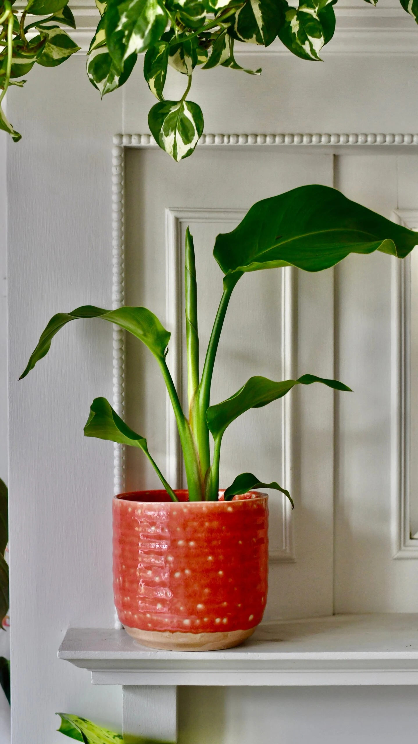 Baby Strelitza Nicolai (White Bird Of Paradise, Wild Banana, And Mexican Bird Of Paradise) 2 Baby Strelitza Nicolai (White Bird Of Paradise, Wild Banana, And Mexican Bird Of Paradise) - Image 2
