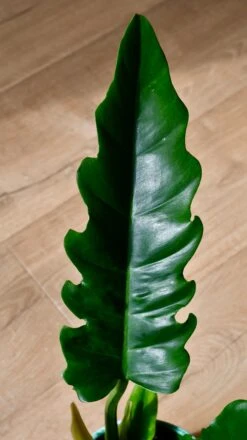 Philodendron Narrow Escape | Tiger Tooth Plant -Happy House Plants Sale Store 7529962B 60B4 4AB1 911C 1DCFEC103E8A 1 201 a