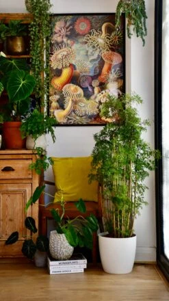 Polyscias Ming Or Aralia Ming -Happy House Plants Sale Store 75F2292F 85AC 4C3C A3E2 E34387D10593 1 201 a