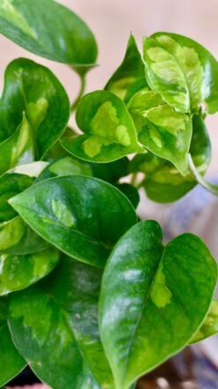 Epipremnum Global Green (Devils Ivy) -Happy House Plants Sale Store 76A2269A 4BDC 44C5 8662 960403403D0E 1 201 a c12a1da2 38b9 4cb3 be7f 8c4e9e706932