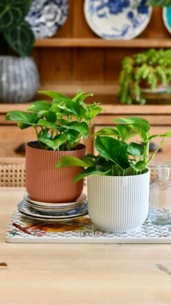 Epipremnum Global Green (Devils Ivy) -Happy House Plants Sale Store 7A5A5EEA D7DF 46E7 86C5 10F4477E2667 1 201 a 93e20718 8df3 42cf a1c7 1a1b5d4da4a9