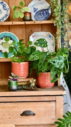 Titan Reactive Planter (13cm Plant Pot) -Happy House Plants Sale Store 7CC22E51 F6F3 4D65 84DA 1080C3D73B3F 1 201 a