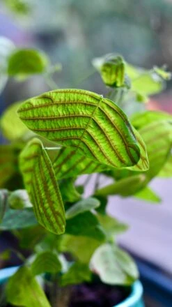Swallow Tail, Butterfly Plant (Christia Obcordata) -Happy House Plants Sale Store 7F9C3D14 94EF 46A2 909A B70D9D1C83FA 1 201 a