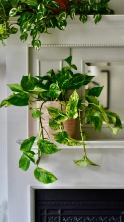 Scindapsus Marble Queen | Pothos | 30cm Hanging Pot Plant -Happy House Plants Sale Store 7FEE4976 1363 44C4 8A0C D4FCF4C5D404 1 201 a