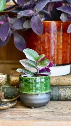 Amber Reactive Planter (13cm Plant Pot) -Happy House Plants Sale Store 80365436 A0D4 4AD8 8B2D 937C90CAAAEC 1 201 a 2ed855b8 10cc 4833 a334 68b8be03cd10