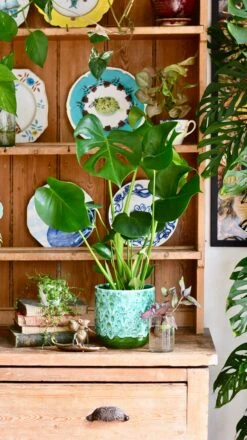 Monstera Deliciosa (Swiss Cheese Plant) -Happy House Plants Sale Store 86229AD4 EF07 4ECE B9F9 9B2FB3CA1524 1 201 a
