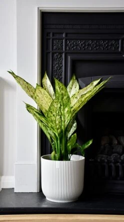 Vibes Fold Round 16cm Silky White 11 Vibes Fold Round 16cm Silky White -Happy House Plants Sale Store 864B17EB 3E78 4E4A A3AE 9D224485BCB0 1 201 a