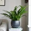 Aglaomorpha Coronans 'Snake Leaf Fern’ & Tembesi Pot
