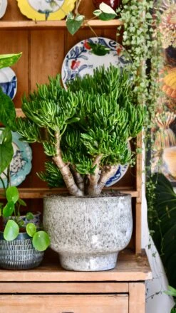 Crassula Ovata 'Hobbit' (Hobbit Jade Plant) -Happy House Plants Sale Store 88E9673A 2E60 43FD 9D93 C50D11BB1EB3 1 201 a
