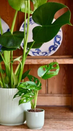 Monstera Deliciosa & Baby Monstera Adansonii Set -Happy House Plants Sale Store 8B574400 85F1 4195 A49D 646D891F7047 1 201 a