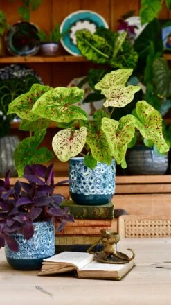 Indoor Ceramic Glaze Plant Pot (Sapphire 16cm Plant Pot) -Happy House Plants Sale Store 8DE55C8E 9229 46DD 849D F330B0CA347C 1 201 a 1fd4f79b 1391 4044 a898 069f40a5cf45