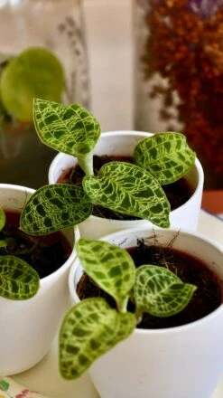 Macodes Petola (Jewel Orchid) -Happy House Plants Sale Store 8F1190E5 E754 4BD6 BD10 A5298BFFCD8A 1 201 a