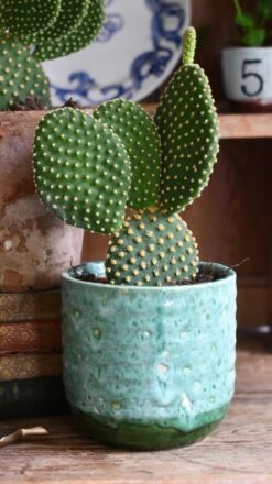 Opuntia Microdasys Pallida - Bunny Ear Cactus -Happy House Plants Sale Store 8FA8D0DA 30BE 443E AFAD 67E4ACEB7091 1 201 a