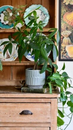 Premium Plant Pot | Onno Denim Ceramic Glaze Planter | 16cm Plant Pot -Happy House Plants Sale Store 906D106B 383C 4EB3 AF79 5E149FE3663C 1 201 a