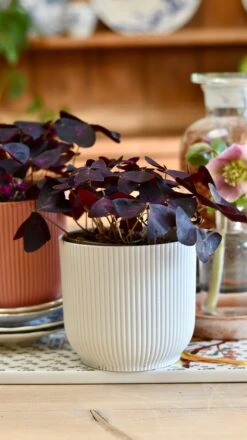 Oxalis Triangularis 'Purple Shamrock’ & Vibes Pot 16 Oxalis Triangularis 'Purple Shamrock’ & Vibes Pot -Happy House Plants Sale Store 9215B21A 5AB5 4B40 A404 5C841A64016B 1 201 a