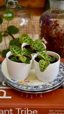 Macodes Petola (Jewel Orchid) -Happy House Plants Sale Store 97272015 1430 46E7 82A0 3A91EB68B2F9 1 201 a