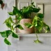 Scindapsus Marble Queen | Pothos | 30cm Hanging Pot Plant