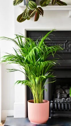 Dypsis Lutescen & Pot (Areca Palm, Butterfly Palm)