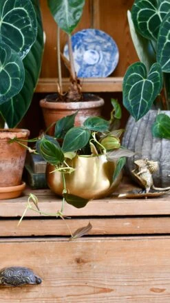 Philodendron Micans In Atsu Brass Pot -Happy House Plants Sale Store 9811789A B22C 4614 92CB EF744AD33971 1 201 a