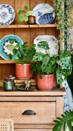 Titan Reactive Planter (13cm Plant Pot) -Happy House Plants Sale Store 98282D35 3CE4 41D8 88F3 D3F4E4604620 1 201 a