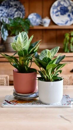 Philodendron Birkin (White Measure) & Vibes Pot 16 Philodendron Birkin (White Measure) & Vibes Pot -Happy House Plants Sale Store 98442D22 9500 4703 A64C 1A2A0BD24096 1 201 a