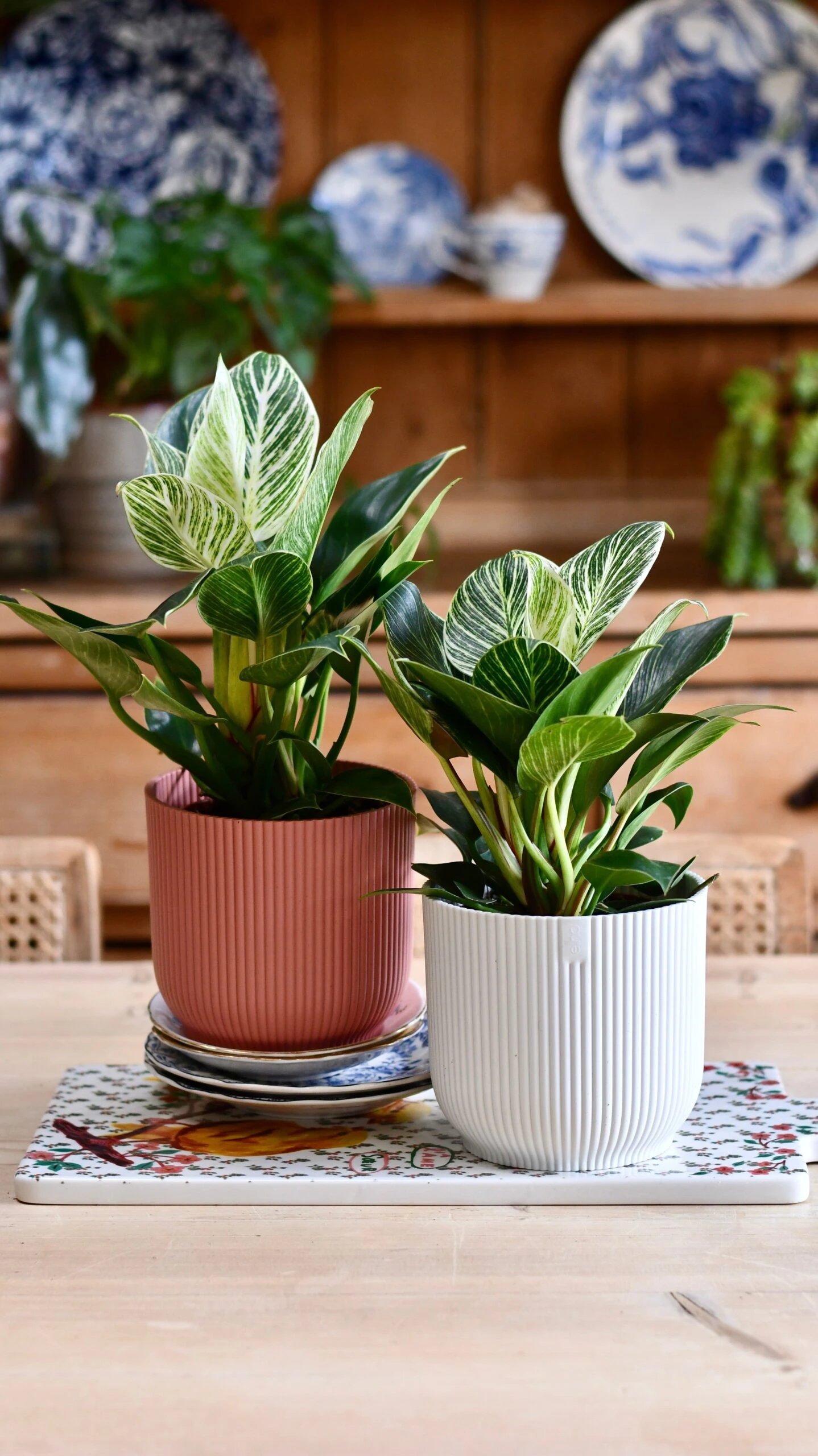 Philodendron Birkin (White Measure) & Vibes Pot 6 Philodendron Birkin (White Measure) & Vibes Pot - Image 6