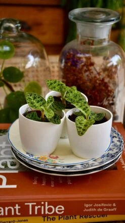 Macodes Petola (Jewel Orchid) -Happy House Plants Sale Store 9845D25E 4D9C 4162 B62E F764347BD807 1 201 a