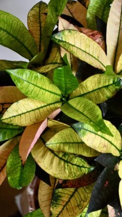Small Codiaeum 'Mrs Iceton' -Happy House Plants Sale Store 98bb8d 0070cb2c822d4e2aa3f5a75c3f0fe3c1 mv2