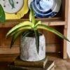 Star Canary Sansevieria