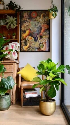 Fiddle Leaf Fig Tree | Ficus Lyrata 100cm 7 Fiddle Leaf Fig Tree | Ficus Lyrata 100cm -Happy House Plants Sale Store 98bb8d 00d4123c70fb4412a6eab2d9242d968b mv2