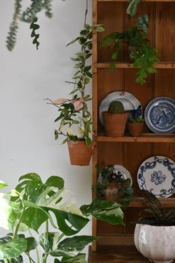 Hoya Carnosa Tricolour -Happy House Plants Sale Store 98bb8d 01b326fef4ec4b4a96b46953e21117c8 mv2