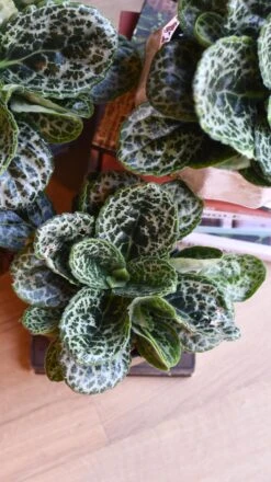 Streptocarpus Pretty Turtle -Happy House Plants Sale Store 98bb8d 01d35f5d18d245dab9f887782b492e29 mv2