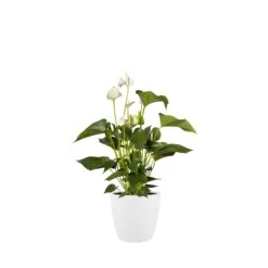 Brussels Round Plant Pot 14cm -Happy House Plants Sale Store 98bb8d 0240c10ac95941a1a1c0b9653215339b mv2 a26a7197 838c 4554 9404 a73570b64981