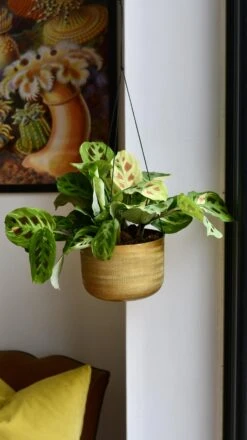 Variegated Maranta Leuconeura Kercho *rare* -Happy House Plants Sale Store 98bb8d 026e2c5eb318489abe42570dbb9634ab mv2