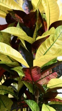 Codiaeum Variegatum 'Mrs Iceton’ -Happy House Plants Sale Store 98bb8d 02b3adcade5d4fada72ca90851b6d38b mv2